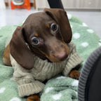 Winter Wear Warm Pet Autumnwinter Clothes