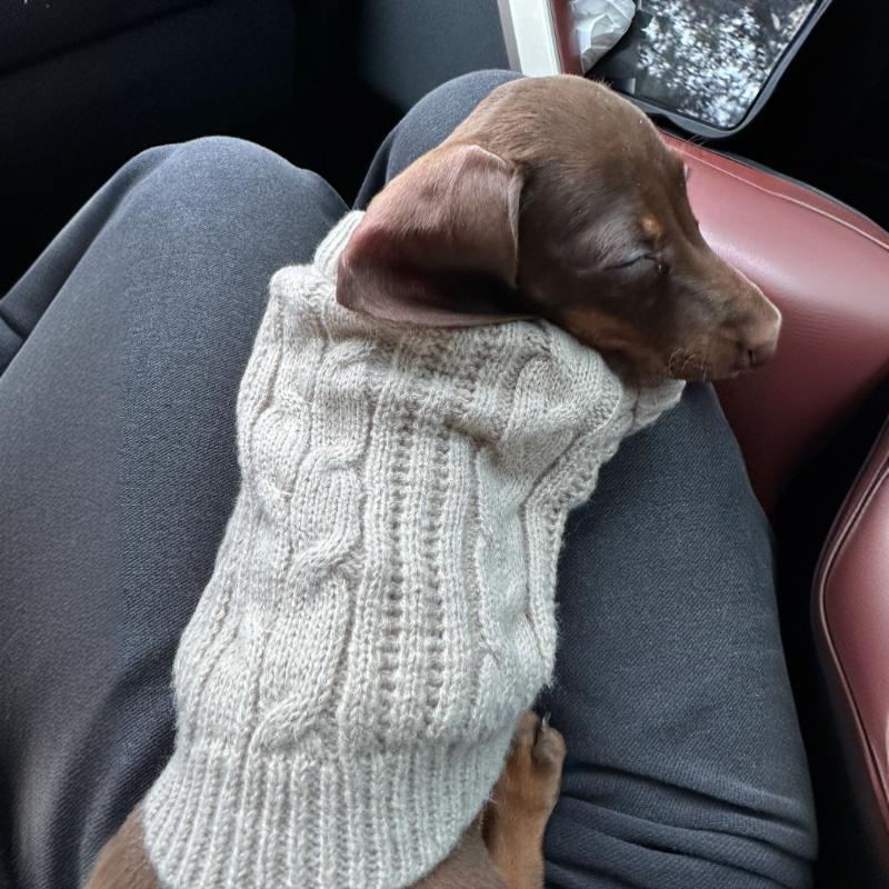 Winter Wear Warm Pet Autumnwinter Clothes