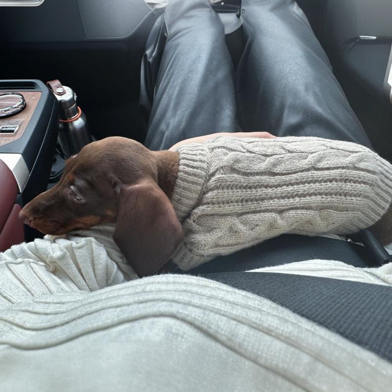 Winter Wear Warm Pet Autumnwinter Clothes